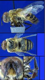   Apis mellifera  drone, photo: A.H. Smith-Pardo 
